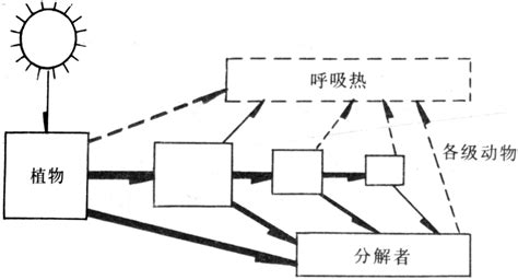 能量流失|能量流（生态系统）：定义，过程和示例（带图表）